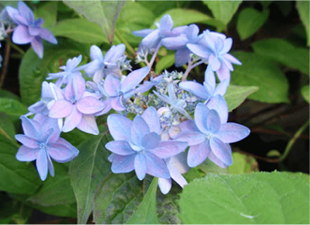 美方八重 画像