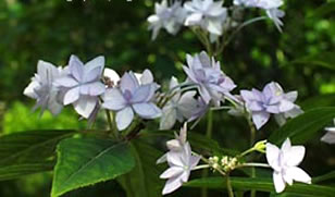 七段花 画像