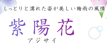 紫陽花