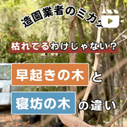 インスタグラム-1 「早起きの木」と「寝坊の木」の違い