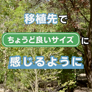インスタグラム-6 移植先でちょうど良いサイズに感じるように