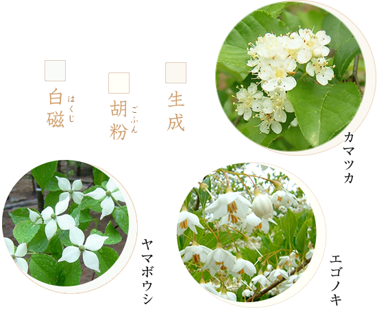 白色のお花