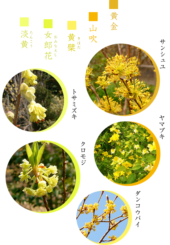 黄色のお花
