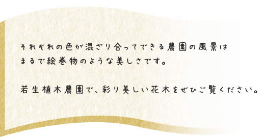 彩り美しい木々をぜひご覧ください