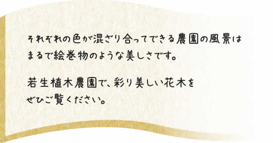 彩り美しい木々をぜひご覧ください