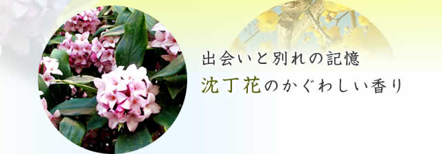 沈丁花