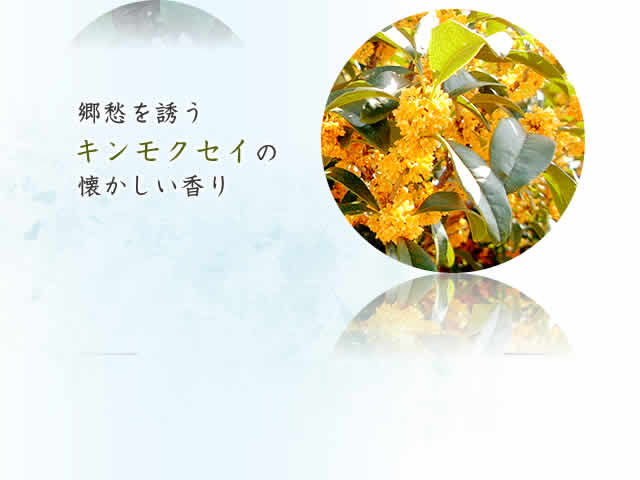 キンモクセイ
