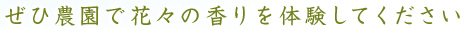 ぜひ農園で花々の香りを体験してください