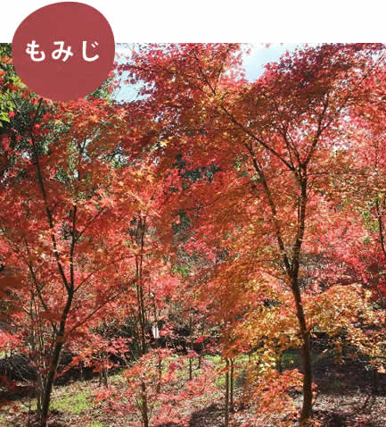 もみじ