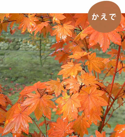 かえで