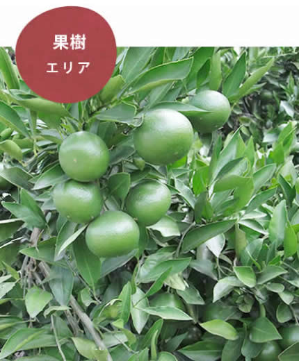 果樹