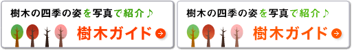 樹木ガイド