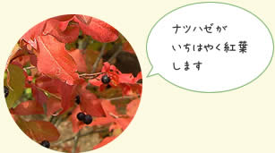 ナツハゼ