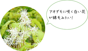 アオダモ