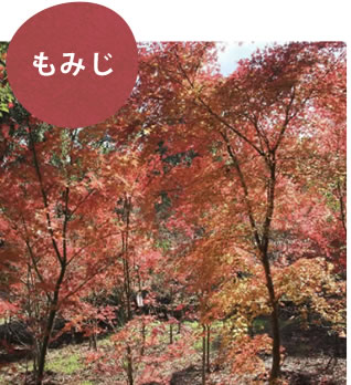 もみじ