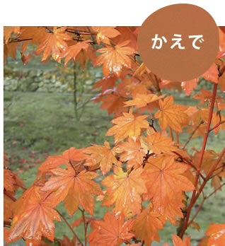 かえで
