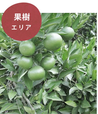 果樹