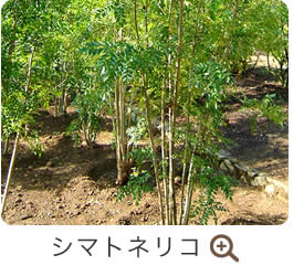 シマトネリコ