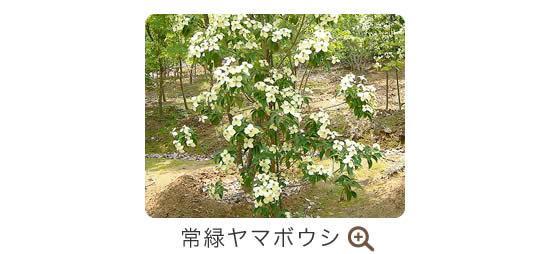 常緑ヤマボウシ