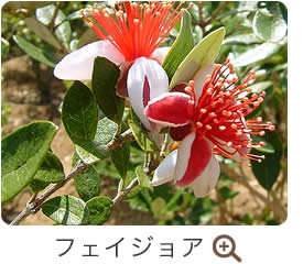 フェイジョア