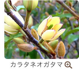 カラタネオガタマ