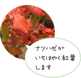 ナツハゼ
