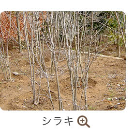 シラキ