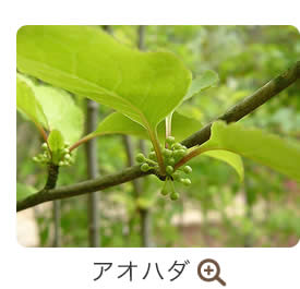 アオハダ