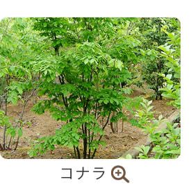 コナラ