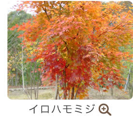 イロハモミジ