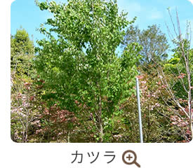 カツラ