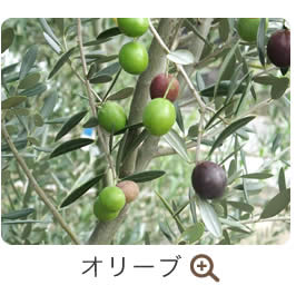 オリーブ