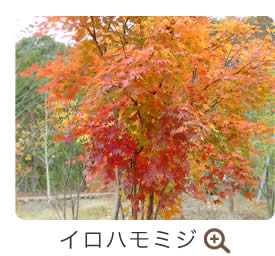 イロハモミジ