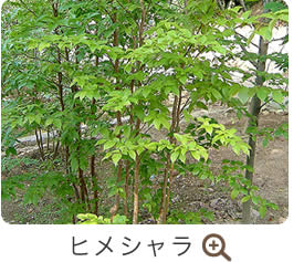 ヒメシャラ