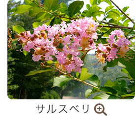 サルスベリ