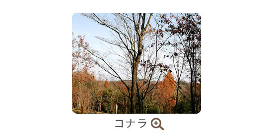 コナラ