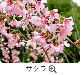 サクラ