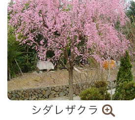 シダレザクラ