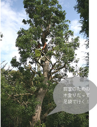 剪定のための木登りだって足袋で行く！