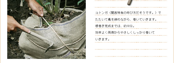 コトンガで縄を締めながら巻く様子