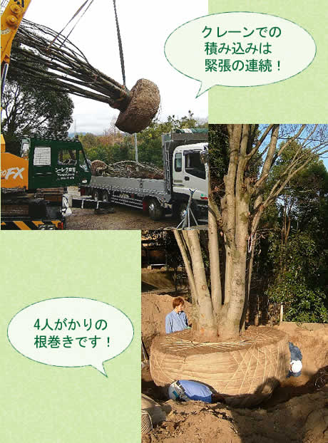 大きい木