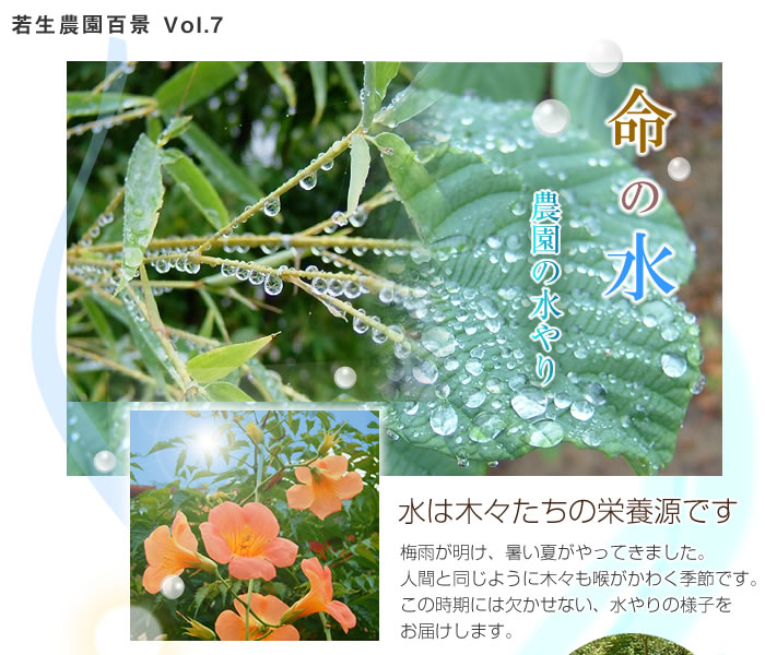 農園百景　命の水　農園の水やり