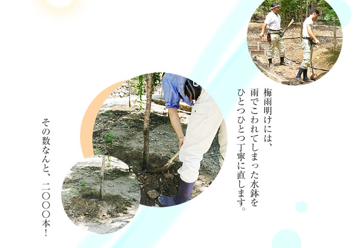 梅雨明けにこわれてしまった水鉢をひとつひとつ直します