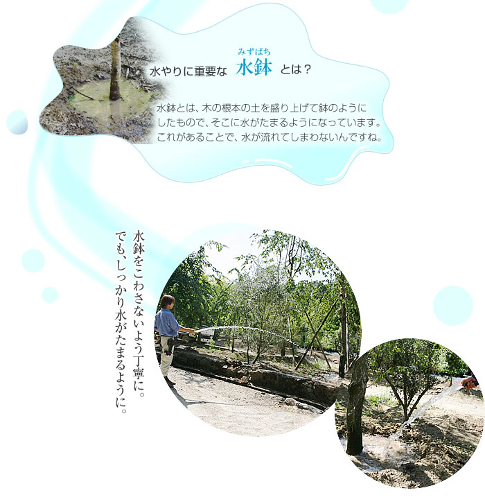 水やりに必要な水鉢とは？