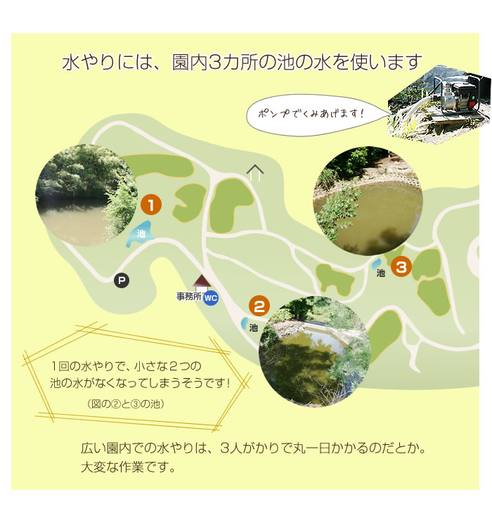 水やりには、園内3か所の池の水を使います