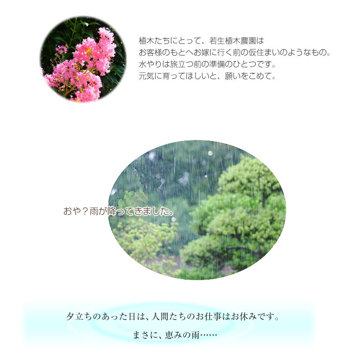 植木にとって農園は仮住まいのようなもの