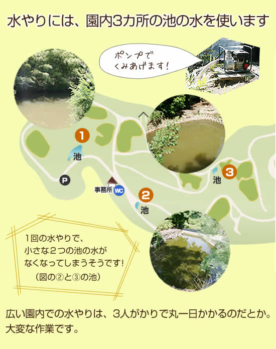 水やり