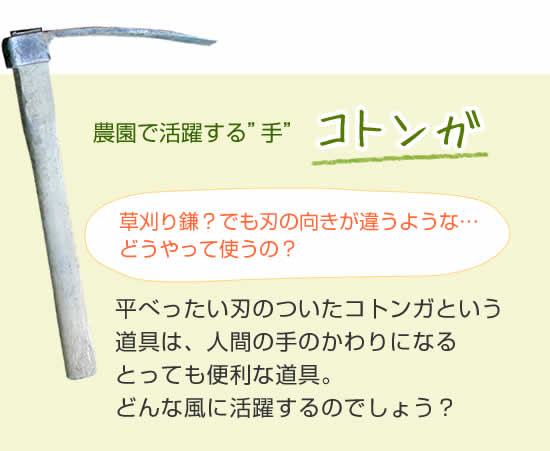 コトンガ