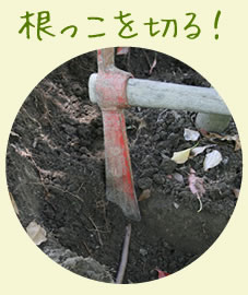 根っこを切る