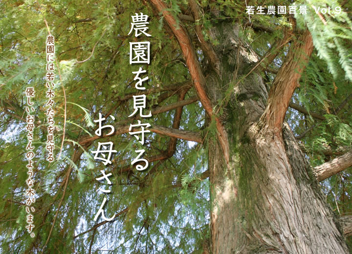 農園を見守るお母さん
